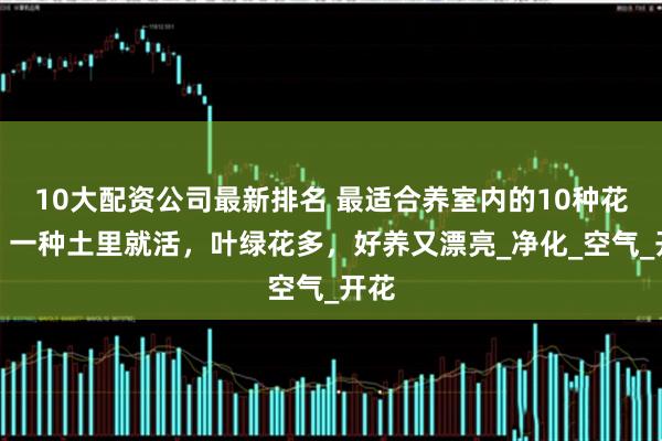 10大配资公司最新排名 最适合养室内的10种花草，一种土里就活，叶绿花多，好养又漂亮_净化_空气_开花