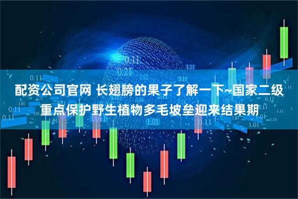 配资公司官网 长翅膀的果子了解一下~国家二级重点保护野生植物多毛坡垒迎来结果期